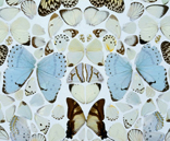 156px image